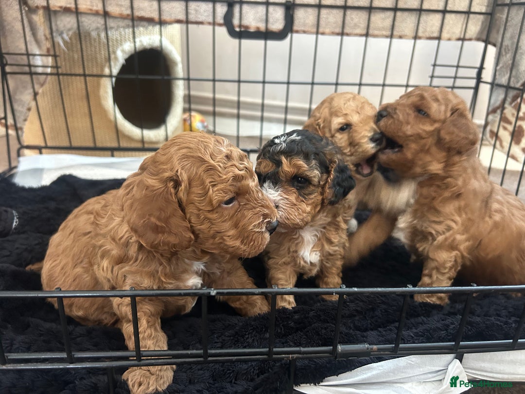 Cockapoo dogs for sale: 4 f2 cockapoos 2 males 1 female  - Image 2