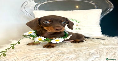 Miniature Dachshund dogs - Advert 13