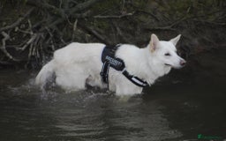 German Shepherd dogs for sale: White german sheperd  - Image 21