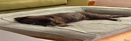 Staffordshire Bull Terrier dogs for sale: KC Brindle Staffordshire Bull Terrier Puppies - Advert 5