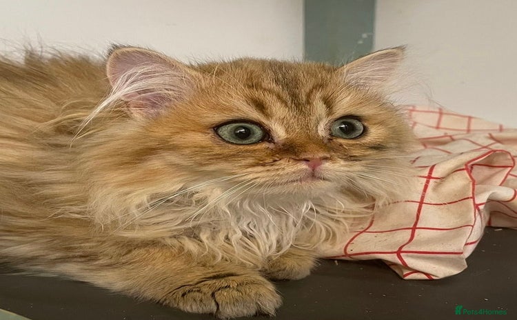 Persian cats - Advert 3