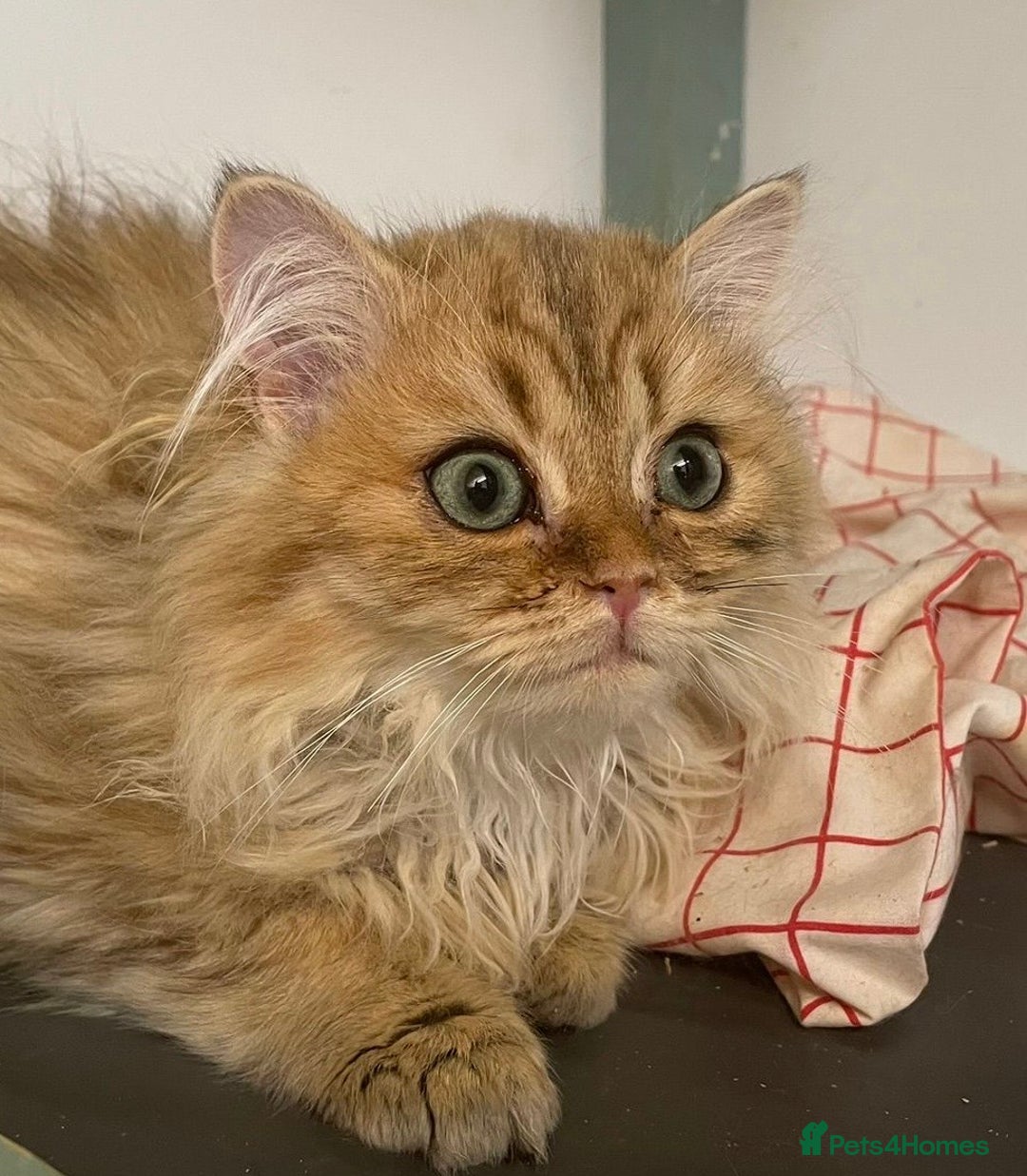 Persian cats for sale: 3 Persian Golden Chinchilla Kittens for Sale - Image 1