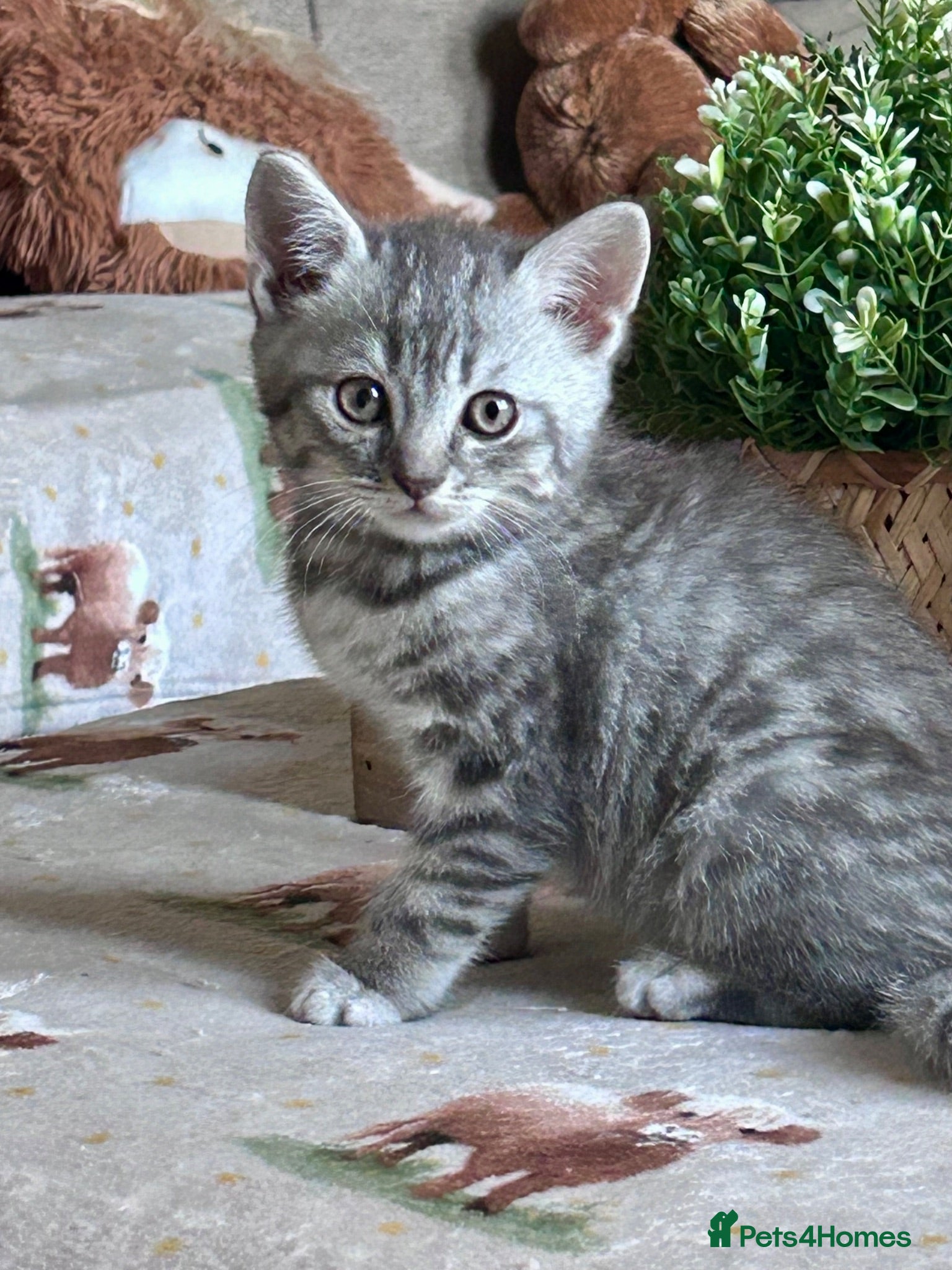 Scottish Fold cats Scottish Straight 4 boys and 3 girls remaining  - Advert 2