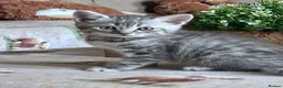 Scottish Fold cats for sale: 1 Scottish Straight boy ready now reduced - Advert 5