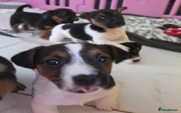 Jack Russell dogs for sale: Jack Russell pups - Image 19