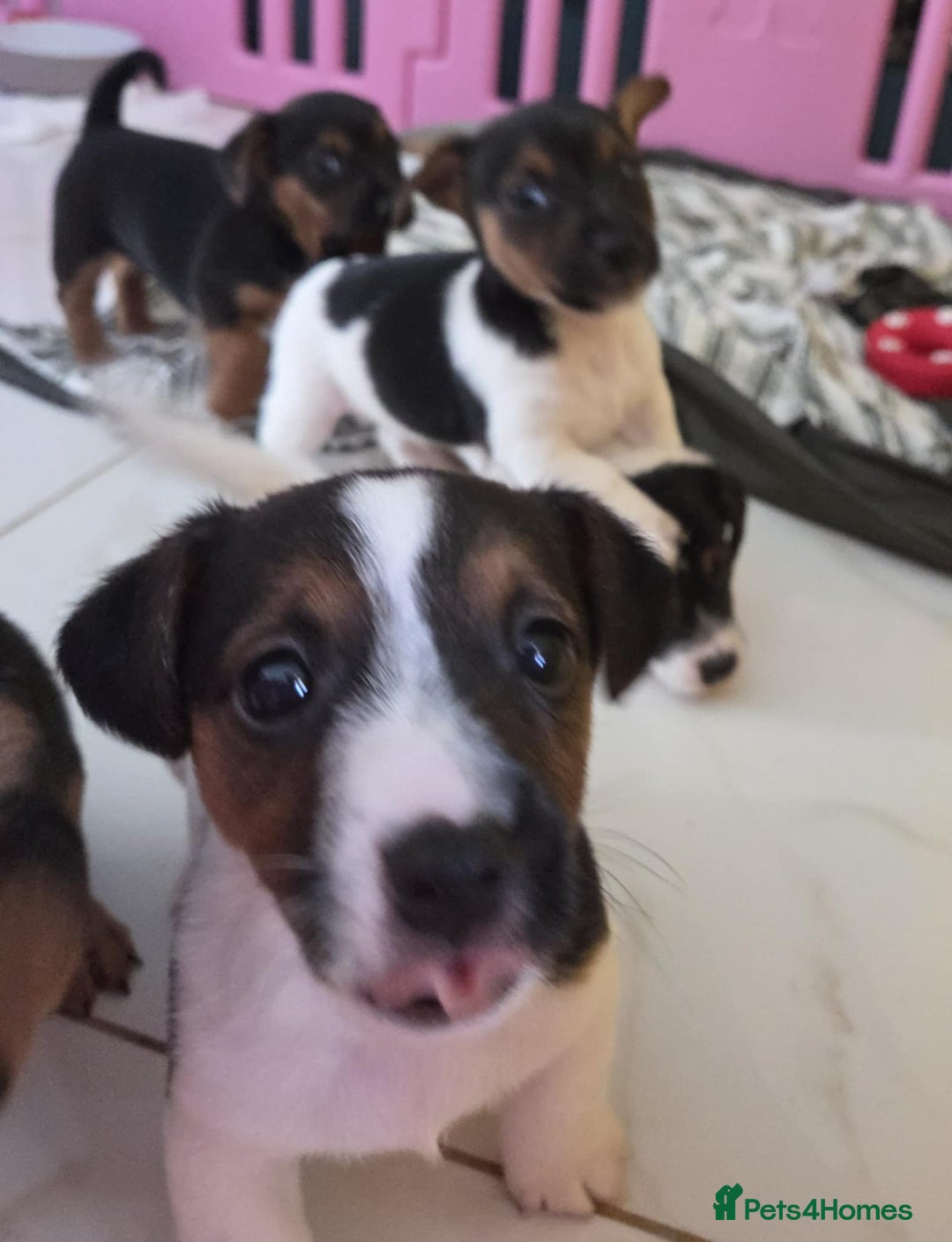 Jack Russell dogs for sale: Jack Russell pups - Image 19