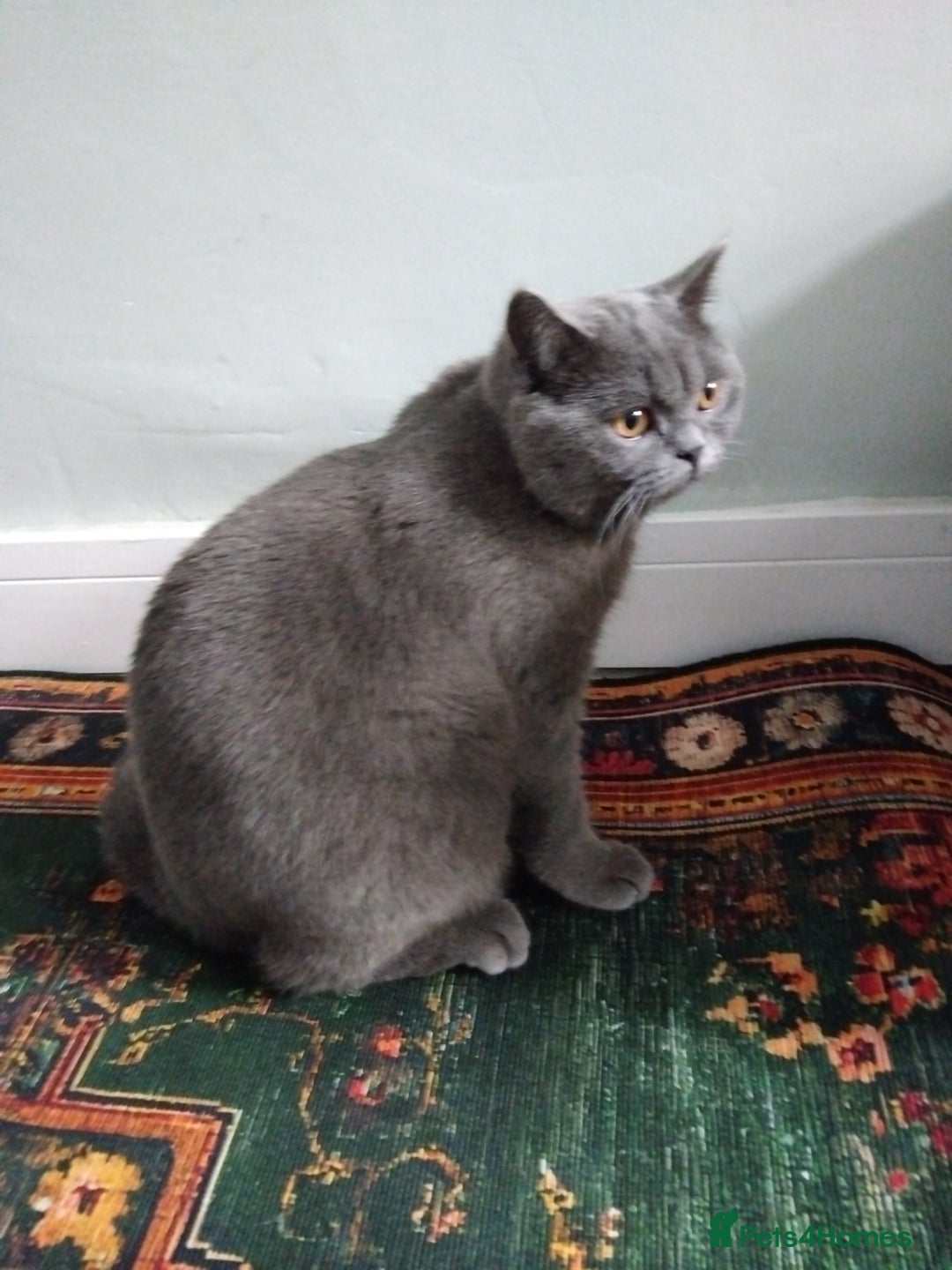 British Shorthair cats for stud: British Shorthair Stud  - Advert 9