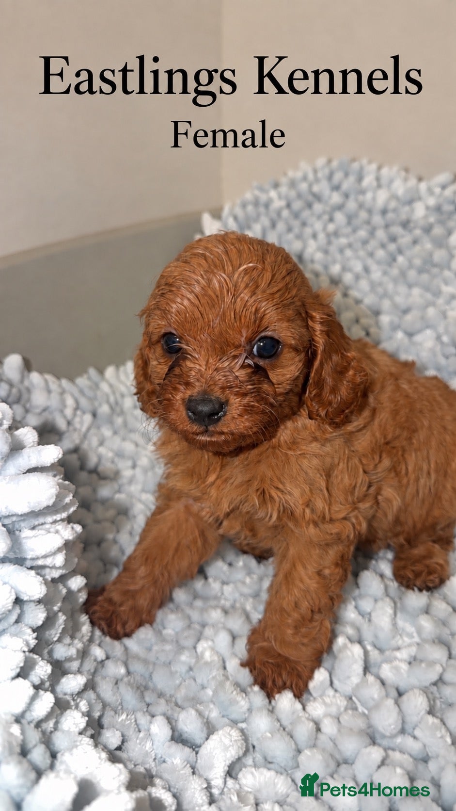 Cavapoo dogs F1 Cavapoo babies  - Advert 1