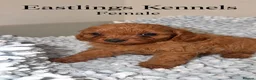Cavapoo dogs for sale: F1 Cavapoo babies  - Advert 1