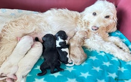 Cockapoo dogs for sale: 2 left! Will you be my forever home? F2 cockapoos  - Image 1
