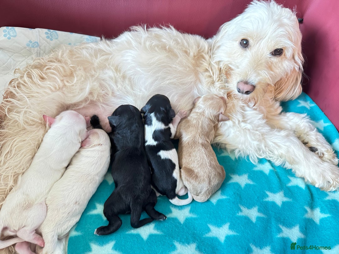 Cockapoo dogs for sale: 2 left! Will you be my forever home? F2 cockapoos  - Image 1