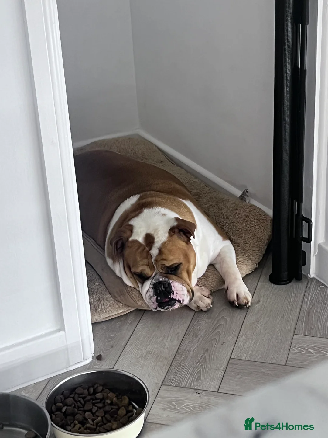 English Bulldog dogs for sale: KC registered Female English Bulldog - Advert 2