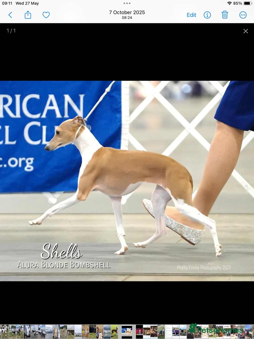 Italian Greyhound dogs for sale: Excellent all American pedigree - Advert 2