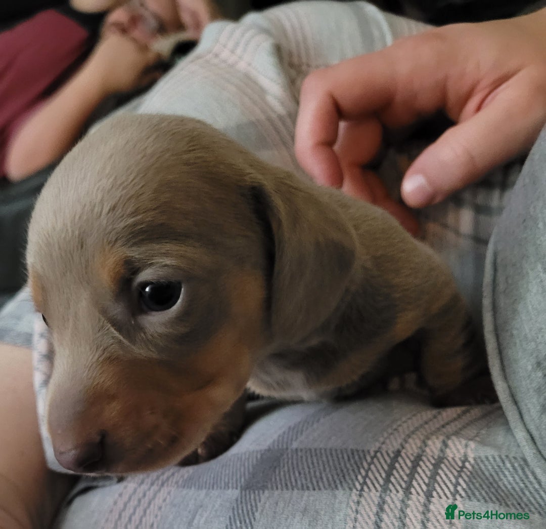 Miniature Dachshund dogs for sale: Kc miniature dachshunds - Image 7
