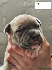 American Bully Puppy 1