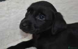 Labrador Retriever dogs for sale: Quality Pedigree Black Girl **WILLOW** - Image 1