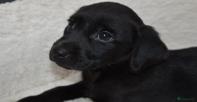 Labrador Retriever dogs - Advert 3