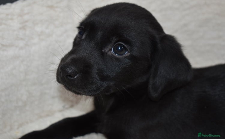 Labrador Retriever dogs - Advert 15