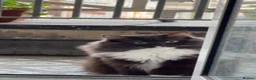 Ragdoll cats for stud: Stunning Chocolate Ragdoll Cross - Advert 11