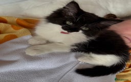 British Longhair cats for sale: Little boy  - Image 4