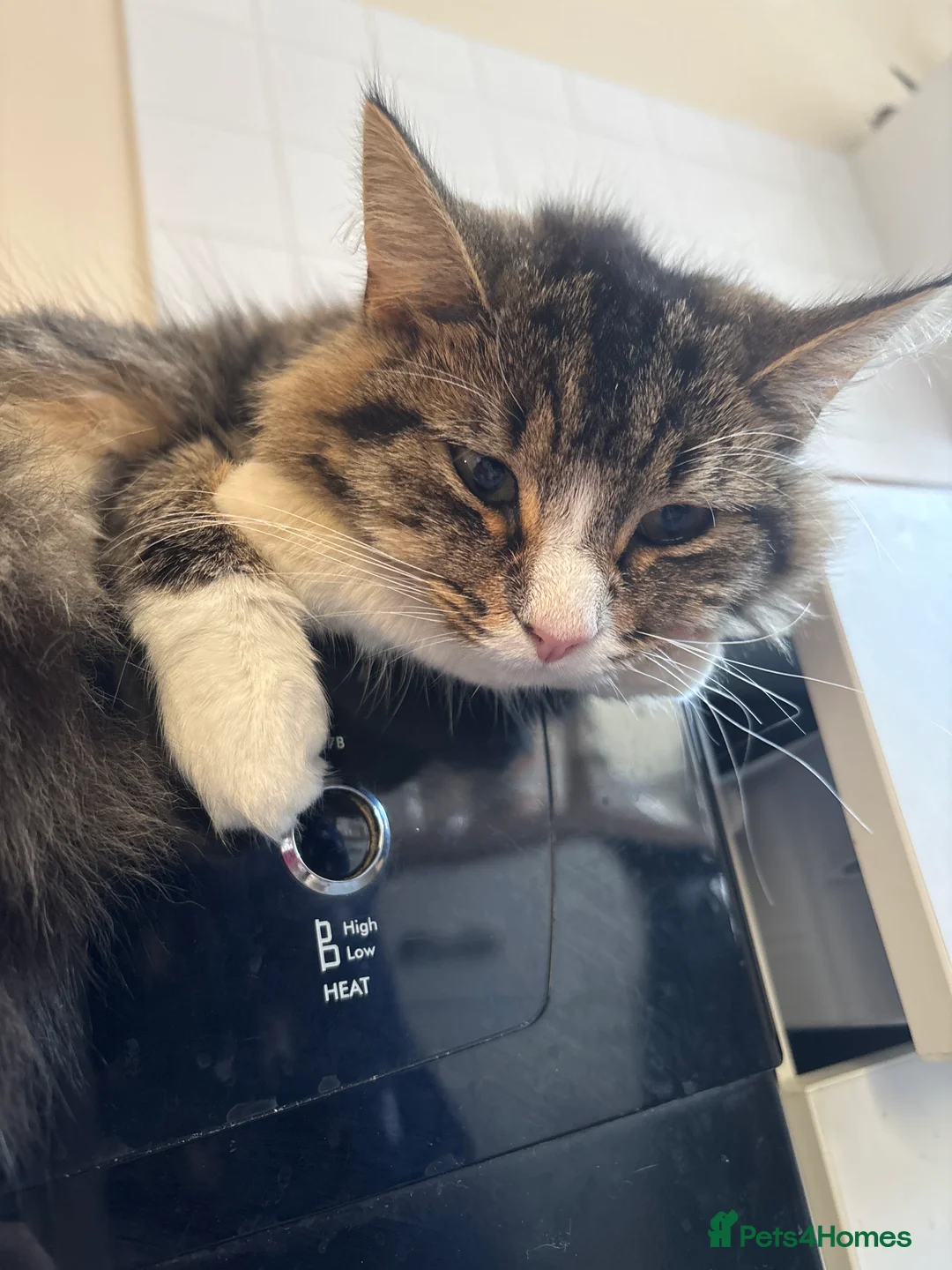 Mixed Breed cats for sale: 6 month old kitten in Portsmouth - Advert 2