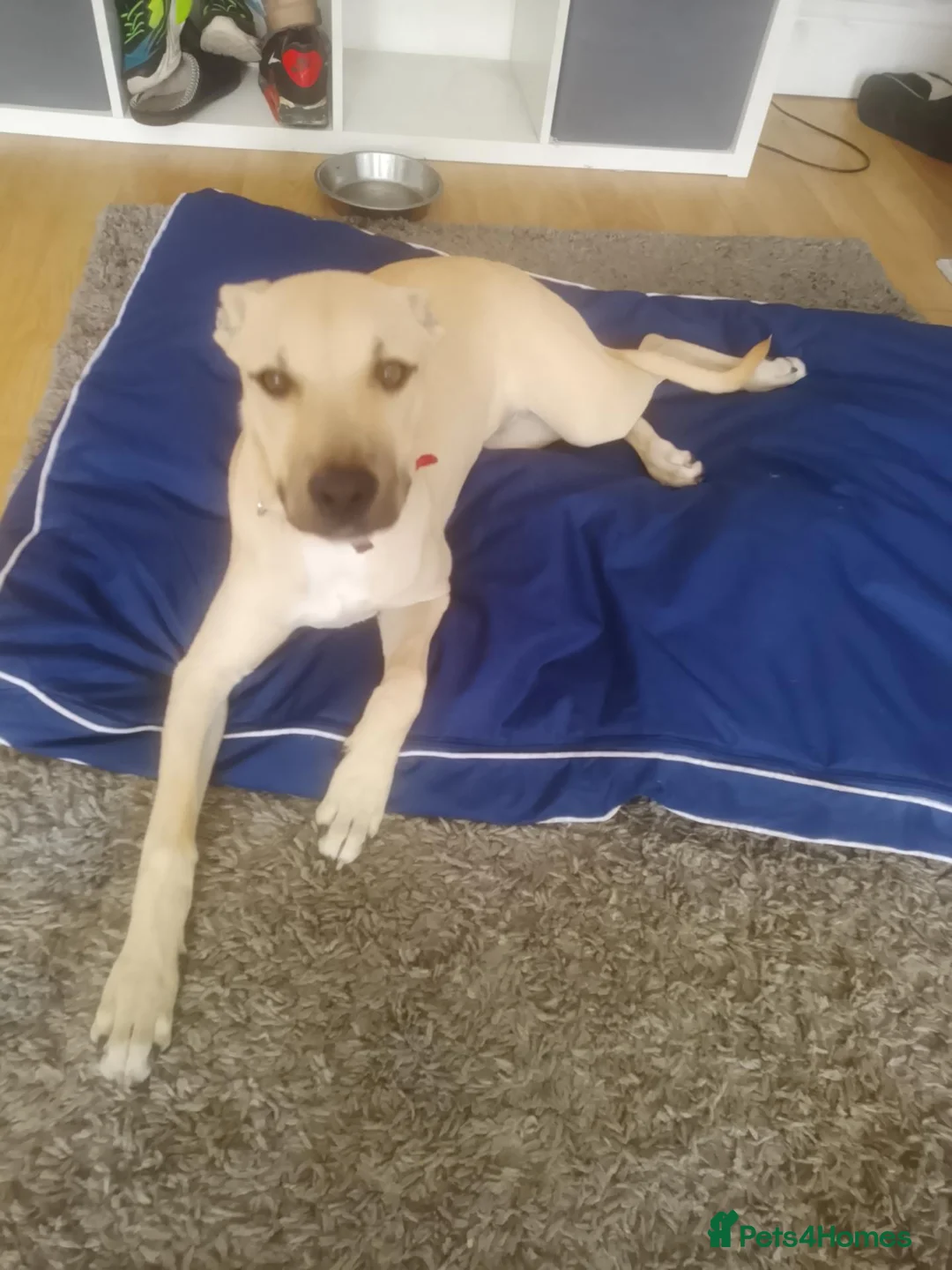 Mixed Breed dogs for sale: Lurcher x staffie puppy  - Advert 2