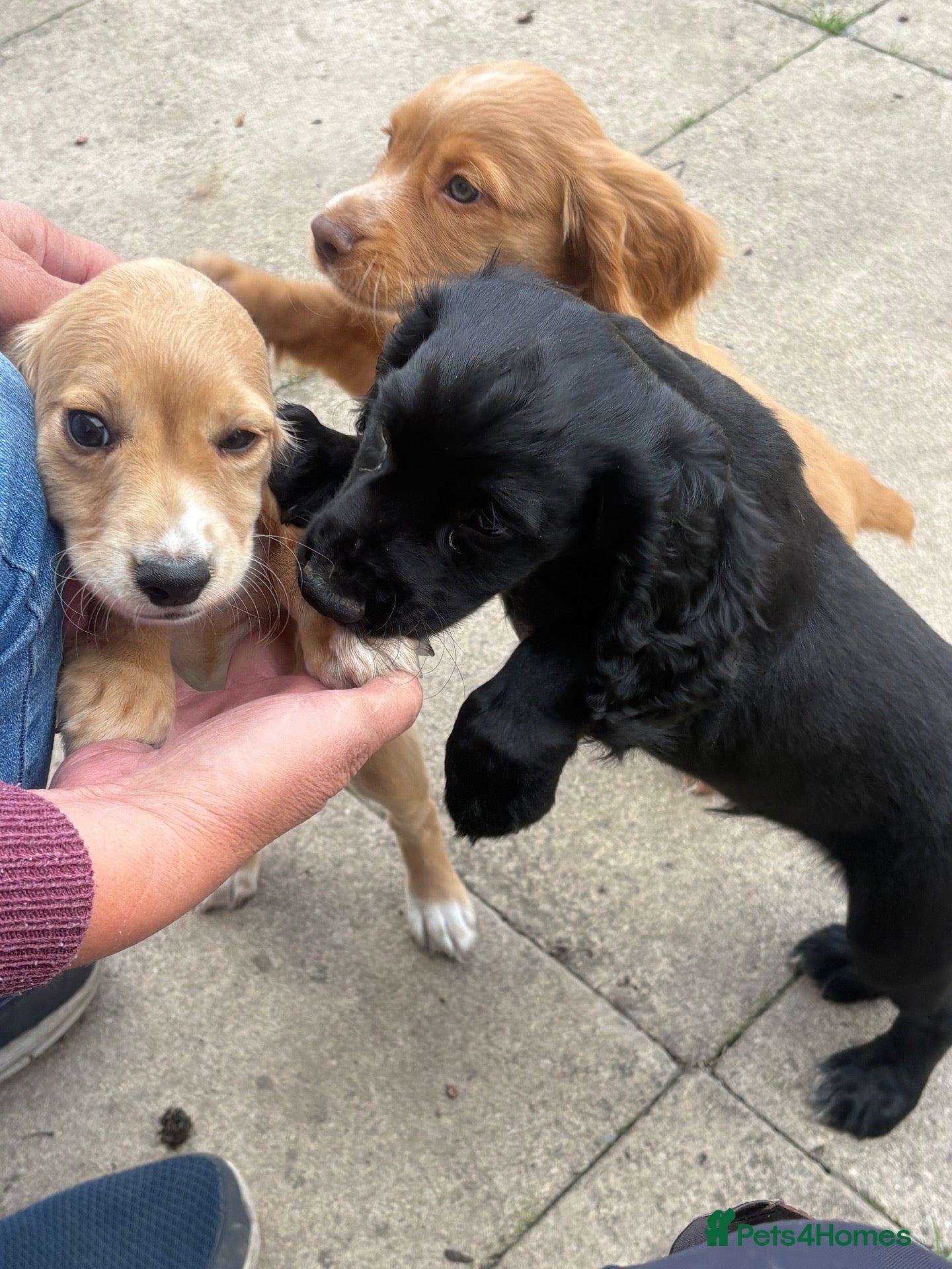 Cocker Spaniel dogs KC registered working cocker spaniel pups - Advert 15