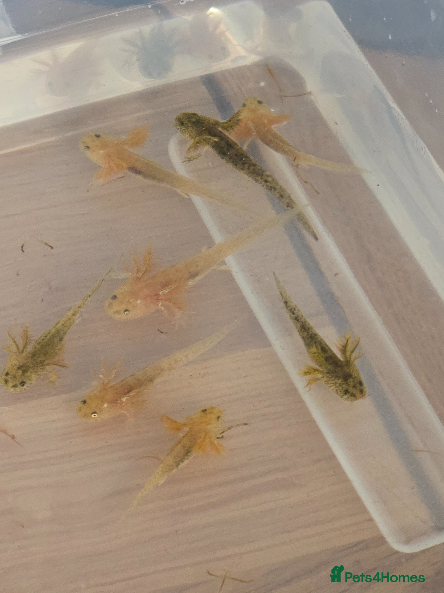 Axolotl reptiles Axolotl's for sale - Advert 1
