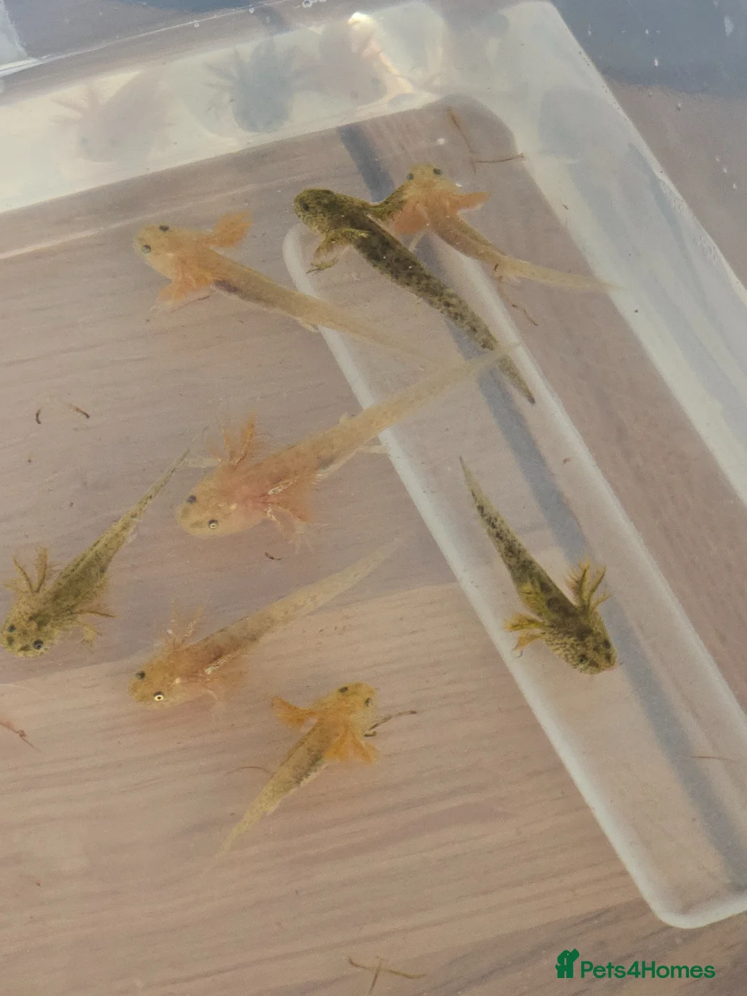 Axolotl reptiles for sale: Axolotl's for sale in Brampton - Advert 1