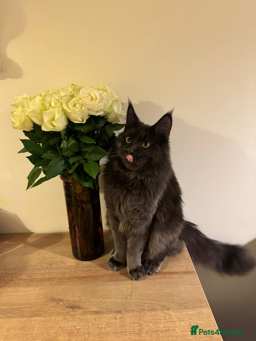Maine Coon cats for stud: Mr Jasper - Image 8