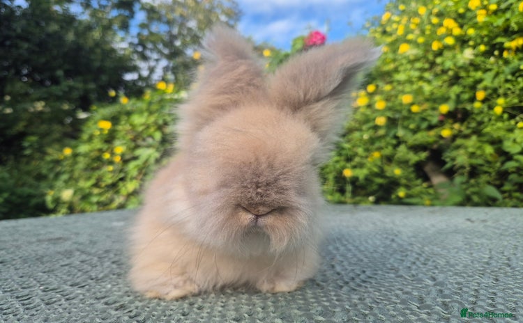 Angora rabbits - Advert 3
