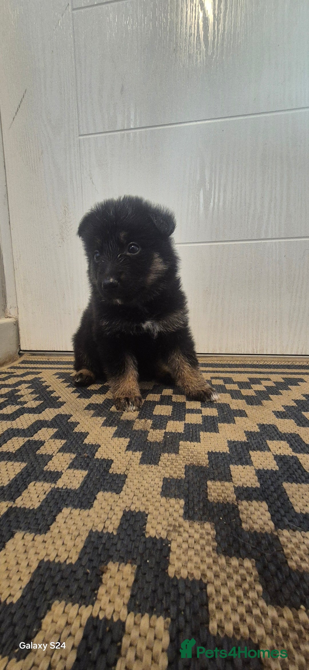 Shepsky dogs for sale: Shadow - Image 2