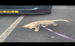 Labrador Retriever dogs for sale: 12 week old golden labrador girl - Image 9