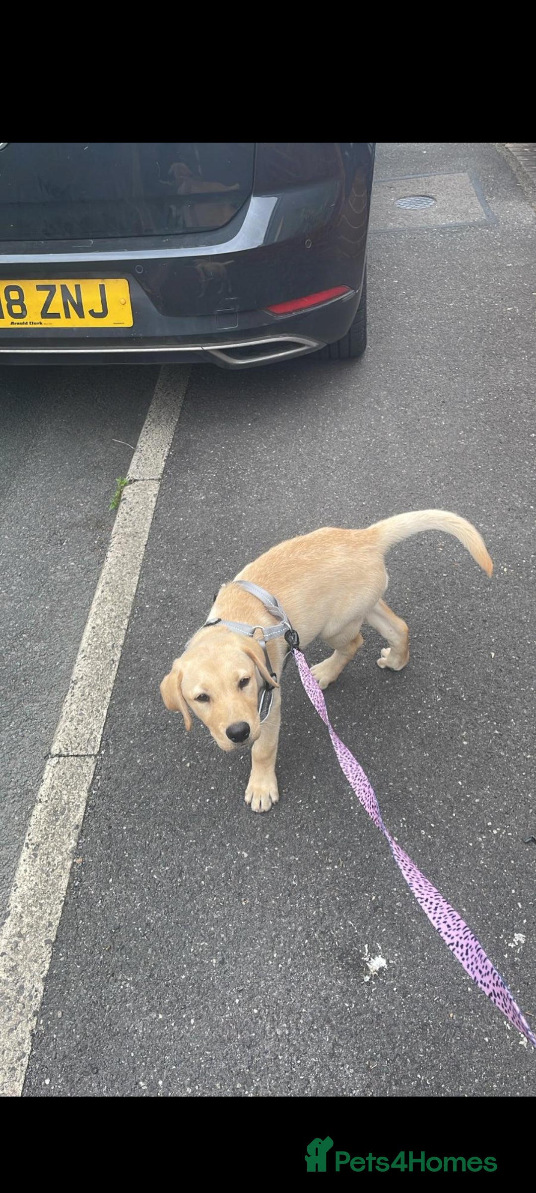 Labrador Retriever dogs for sale: 12 week old golden labrador girl - Image 9
