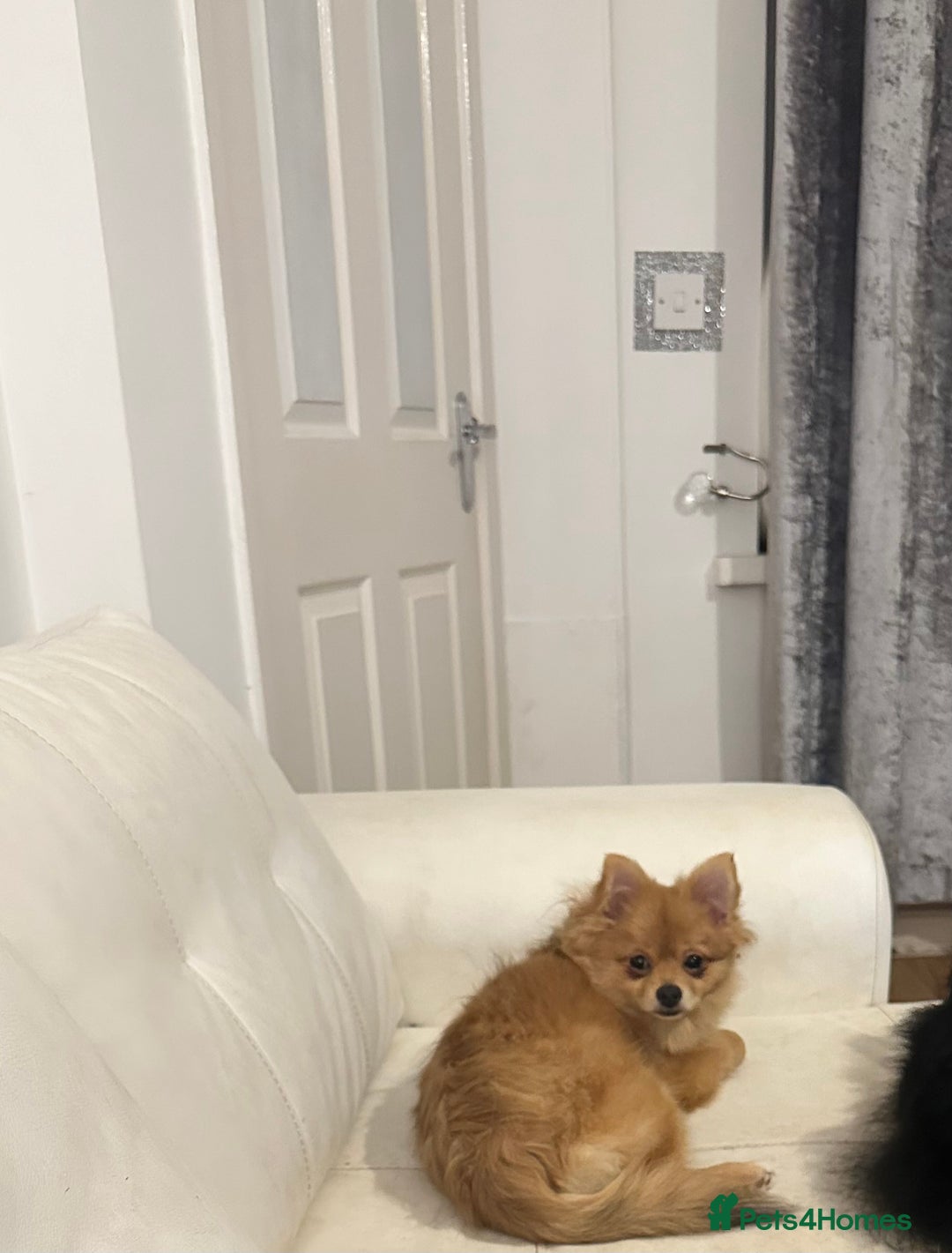 Pomeranian dogs for sale: 6 month old Pomeranian puppies - Advert 5