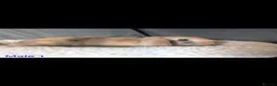Mini Lop rabbits for sale: Stunning mini lop babies - Advert 18
