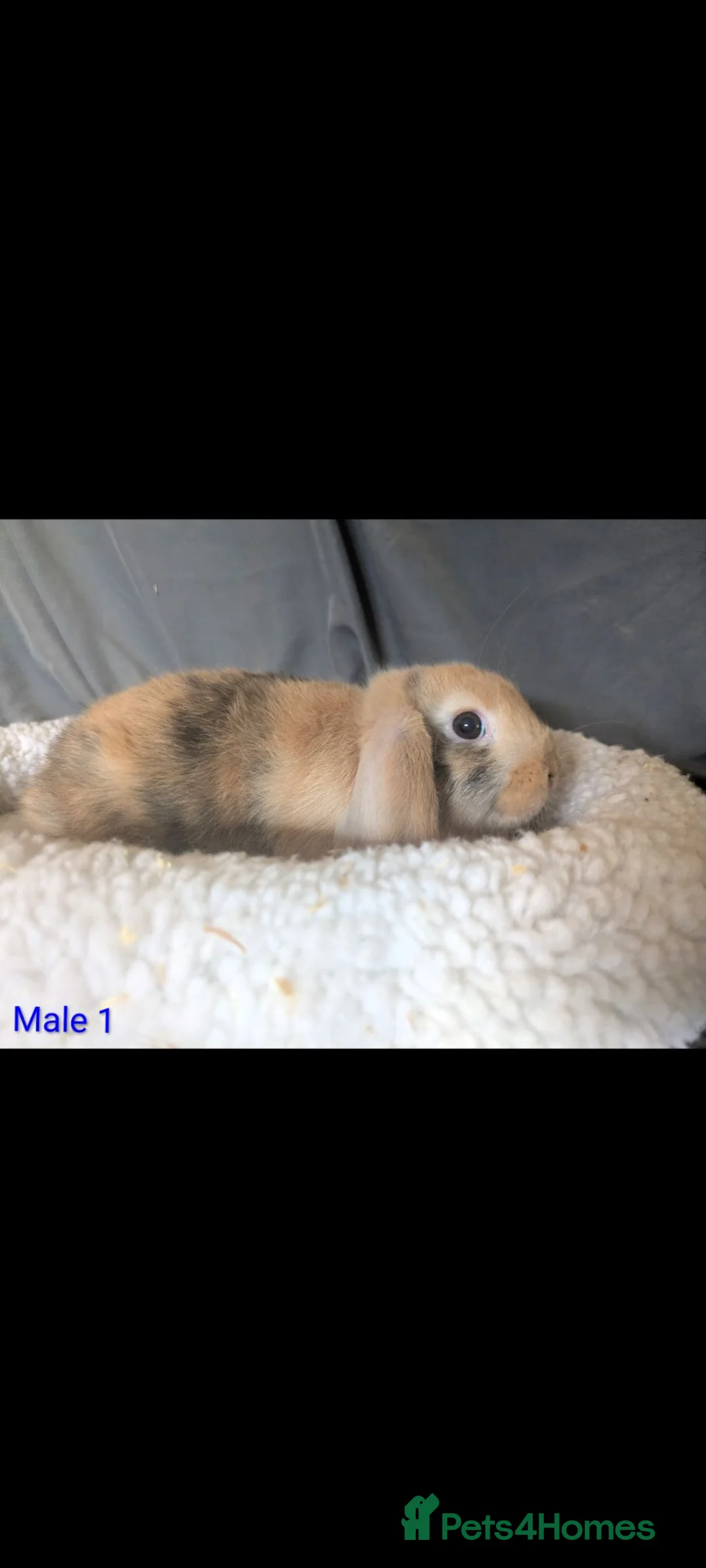 Mini Lop rabbits for sale: Stunning mini lop male  - Advert 5