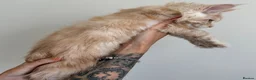 Maine Coon cats for sale: Champion line kittens 🥰 - Advert 14