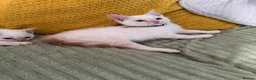 Mixed Breed cats for sale: Twin boys need to go together  - Advert 19