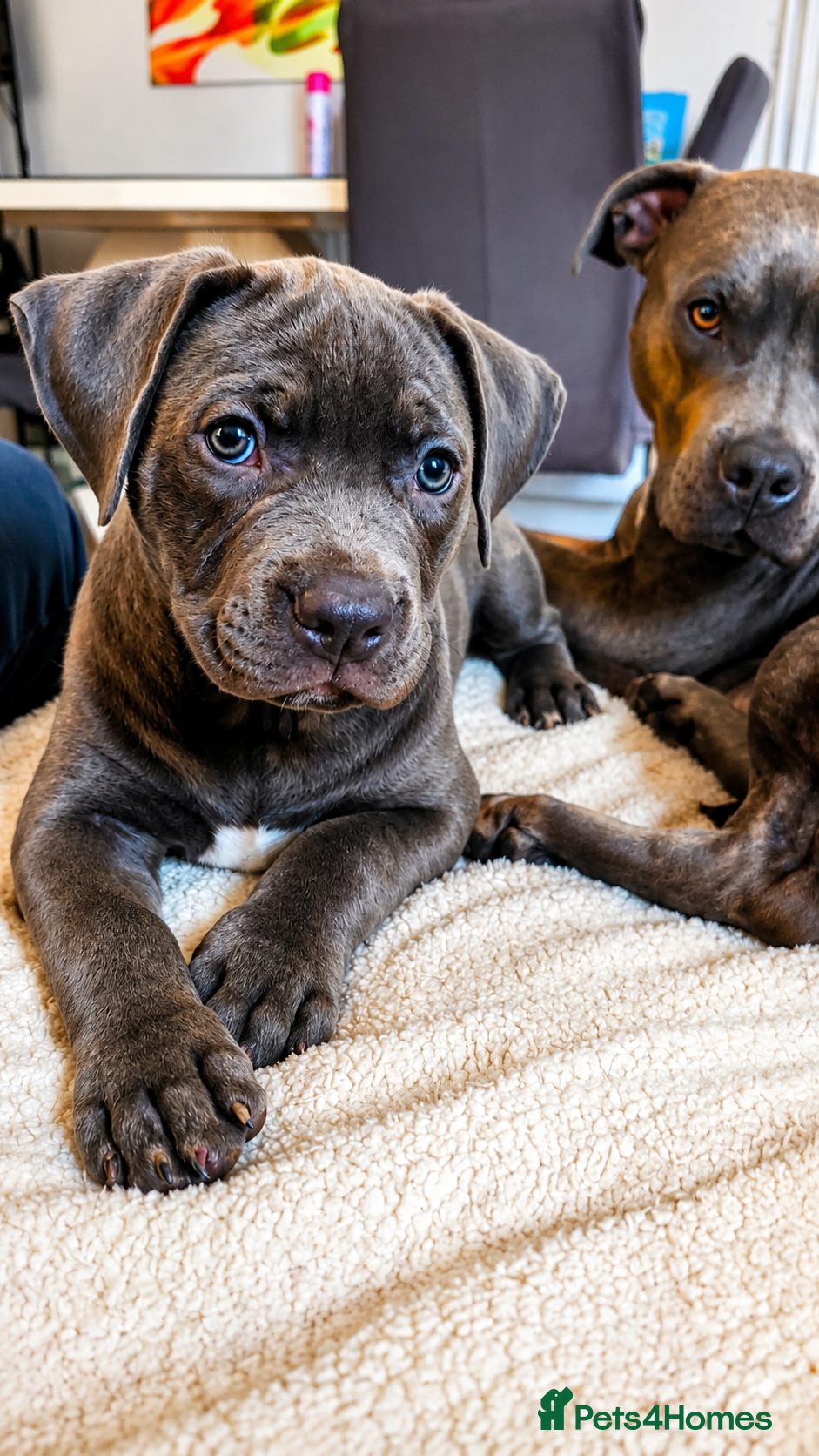 American Bull Staffy dogs American Staffordshire Terrierooking puppies  - Advert 1