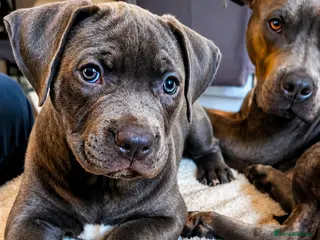 American Bull Staffy dogs American Staffordshire Terrierooking puppies - Advert 2
