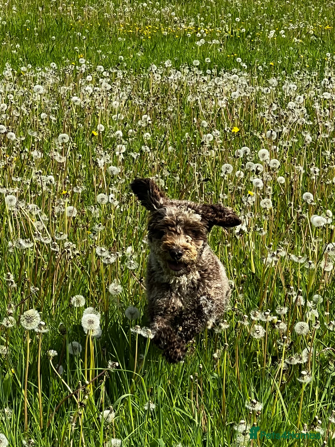 Miniature Poodle dogs for stud: Chocolate Merle Miniature Poodle Fully DNA Tested in Radstock - Advert 14
