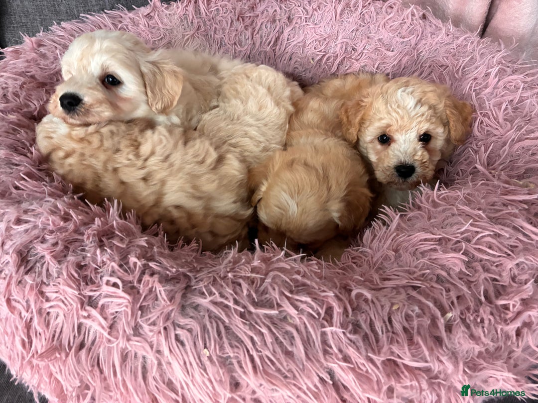 Poochon dogs for sale: *Stunning Poochon puppies* - Image 3