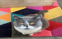 British Shorthair cats for sale: Belle - my beautiful, sweet, indoor baby  - Advert 10