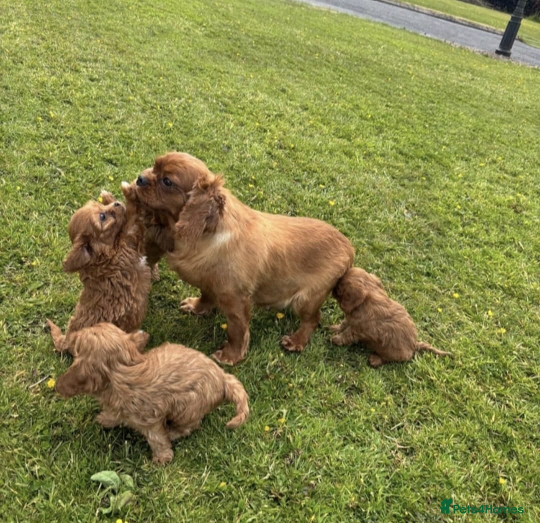 Cavapoo dogs for sale: GORGEOUS CAVAPOO PUPPIES AVAILABLE NOW in High Peak - Advert 5
