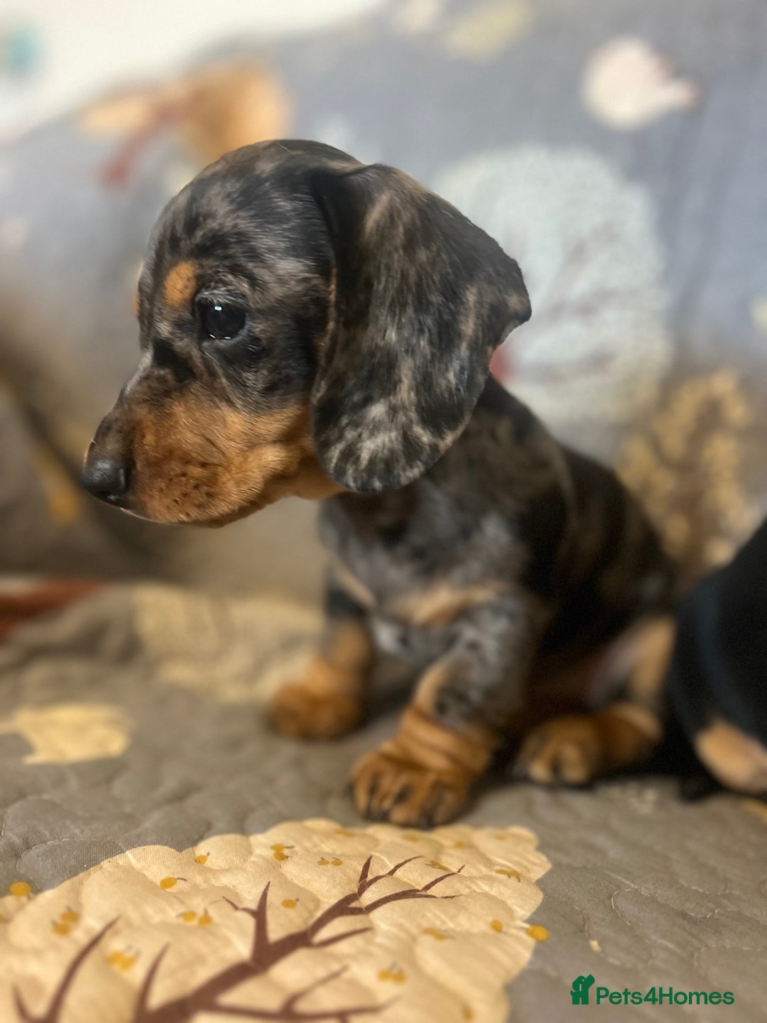 Miniature Dachshund dogs for sale: Miniature dachshund  - Image 8