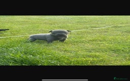 Staffordshire Bull Terrier dogs for sale: Beautiful staffordshire bull terrier puppies  - Image 2