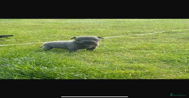 Staffordshire Bull Terrier dogs - Advert 14