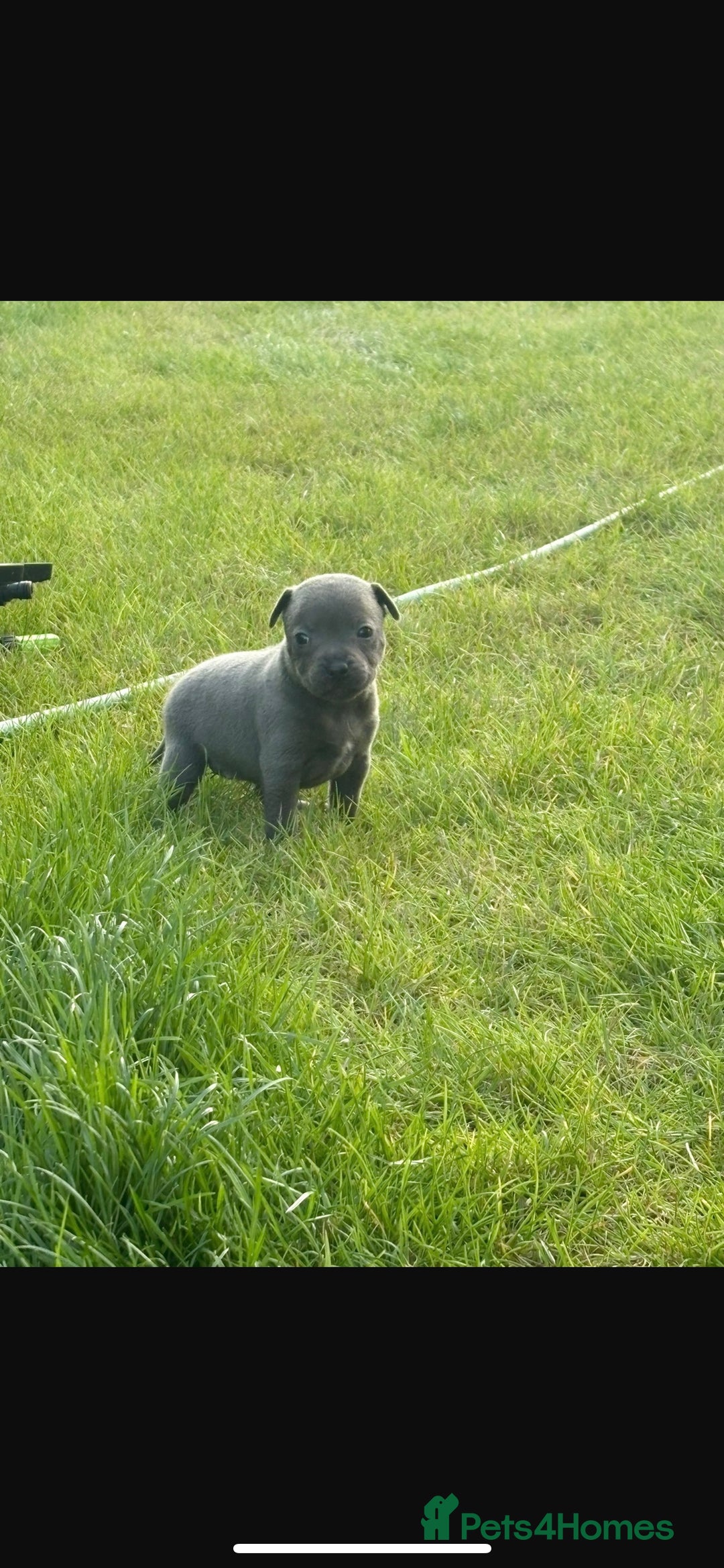 Staffordshire Bull Terrier dogs for sale: Beautiful staffordshire bull terrier puppies  - Image 2