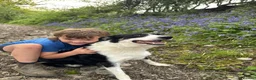 Border Collie dogs for sale: Stunning collie both inside & out. Great with kids - Advert 8